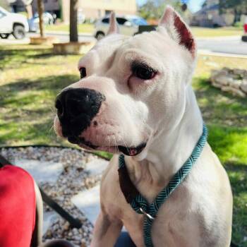Rescue American Staffordshire Terrier Dogs for Adoption in Saint George, Vermont - Lilly | PetCurious