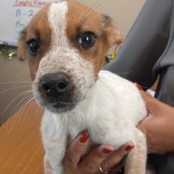 Rescue Cattle Dog Dogs for Adoption in Austin, Texas - Kodi | PetCurious