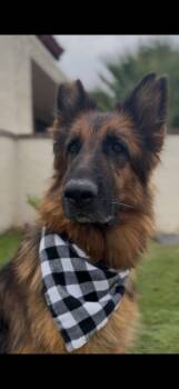 Willlw -  German Shepherd Dog Dog for Adoption in Palm Desert, California - Willlw | PetCurious