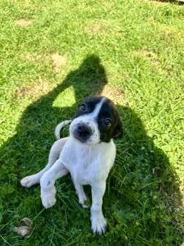 Gremlin -  Boston Terrier Dog for Adoption - Gremlin | PetCurious