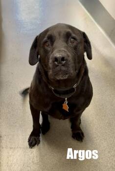 ARGOS Adult Love Looking for His Retirement Homoe -  Black Labrador Retriever and Cane Corso Dog for Adoption in Charlottesville, Virginia - ARGOS Adult Love Looking For His Retirement Homoe | PetCurious