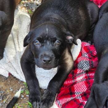 Scrabble -  Mixed Breed Dog for Adoption in Glenfield, New York - Scrabble | PetCurious
