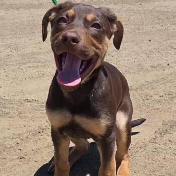 Rootbeer -  Mixed Breed Dog for Adoption in Redwood Valley, California - Rootbeer | PetCurious