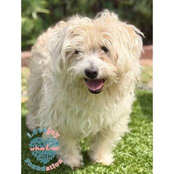 Happy Feet RB -  Havanese Dog Available for Adoption in Inglewood, California - Happy Feet RB | PetCurious