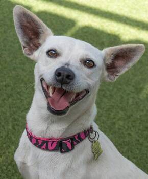Doohickey -  Terrier Dog for Adoption in Encinitas, California - Doohickey | PetCurious