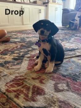 Drop -  Beagle and Hound Dog for Adoption - Drop | PetCurious