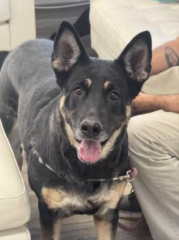Nala -  German Shepherd Dog and Husky Dog for Adoption in Sonora, California - Nala | PetCurious