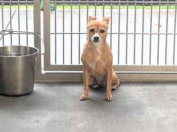 HONEY -  Chihuahua Dog for Adoption in Tustin, California - HONEY | PetCurious