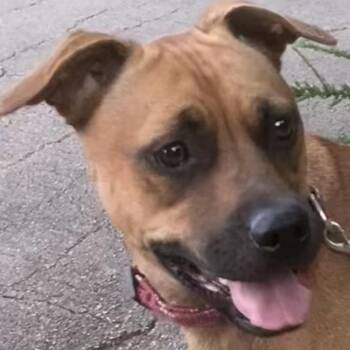 Rescue Boxer and Mixed Breed Dogs for Adoption in Noble, Oklahoma - Paris | PetCurious