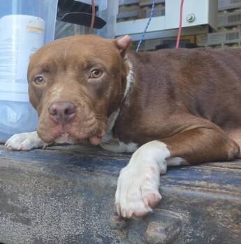 Gracie Mae -  Pit Bull Terrier Dog for Adoption in Hortense, Georgia - Gracie Mae | PetCurious