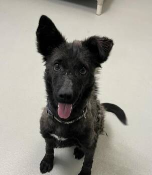 Mixed Breed Dogs Available for Adoption in Winnipeg, Manitoba - Tori | PetCurious