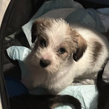 Rescue Terrier Dogs for Adoption in Penryn, California - Pebbles | PetCurious