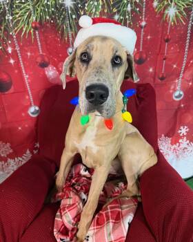 Bishop -  Great Dane Dog for Adoption in Kalamazoo, Michigan - Bishop | PetCurious