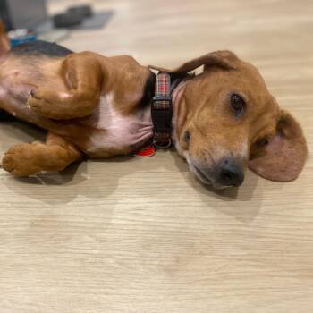 Beagle Dogs Available for Adoption - Magpie Begonia | PetCurious