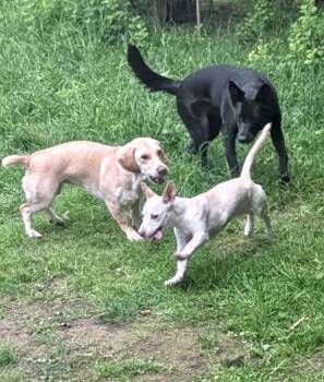 Coco -  Chihuahua Dog for Adoption in Portland, Oregon - Coco | PetCurious