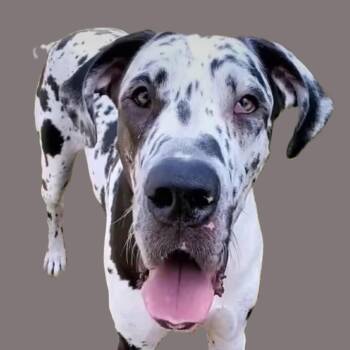 Rescue Great Dane Dogs for Adoption in Tacoma, Washington - Penny - Goofy, Lovely Girl | PetCurious