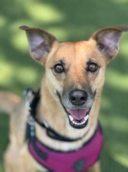 Lia -  Shepherd Dog for Adoption in New York, New York - Lia | PetCurious