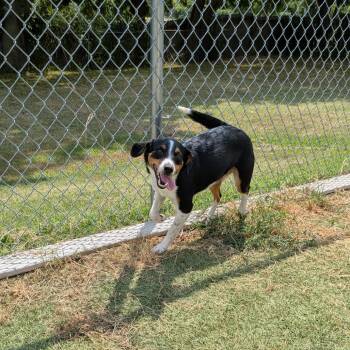 Justine -  Beagle and Mixed Breed Dog for Adoption in Tulsa, Oklahoma - Justine | PetCurious