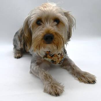 Taco. (Just as delicious as his name) -  Yorkshire Terrier Dog Available for Adoption in Mobile, Alabama - Taco. (Just As Delicious As His Name) | PetCurious