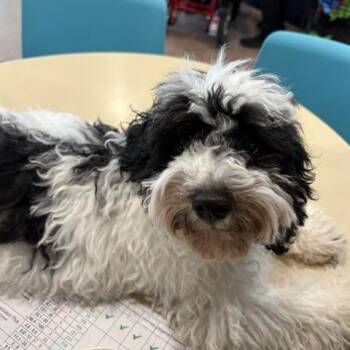 Wyler -  Miniature Poodle Dog for Adoption in Brentwood, Missouri - Wyler | PetCurious