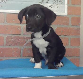 CHIEF -  Labrador Retriever and Mixed Breed Dog for Adoption in Houston, Texas - CHIEF | PetCurious