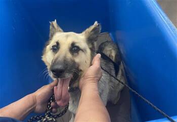 Mixed Breed Dogs Available for Adoption in Dallas, Texas - LUCK | PetCurious