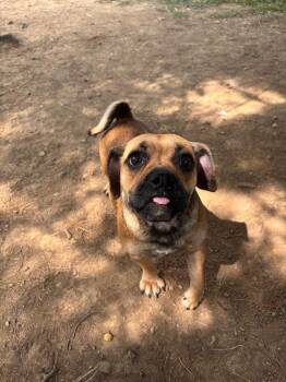 Pearl -  English Bulldog and Beagle Dog for Adoption in Bloomington, Indiana - Pearl | PetCurious