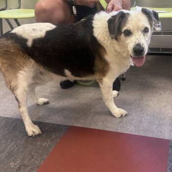 Philadelphia -  Beagle and Border Collie Dog for Adoption in Philadelphia, Pennsylvania - Philadelphia | PetCurious