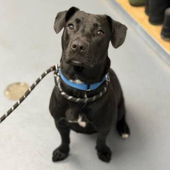 Adelaide -  Mixed Breed Dog for Adoption in Sarasota, Florida - Adelaide | PetCurious
