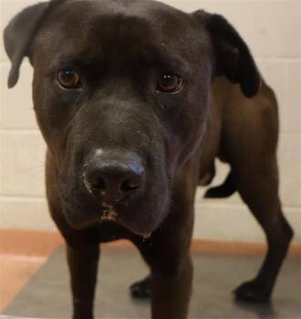 Mixed Breed Dogs Available for Adoption in Columbia, South Carolina - GARY | PetCurious