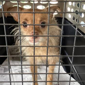 Crystal -  Wirehaired Terrier Dog for Adoption in Montgomery, Alabama - Crystal | PetCurious