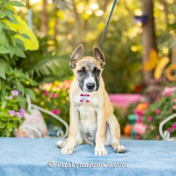 Pale Ale -  Shepherd Dog for Adoption in Wake Forest, North Carolina - Pale Ale | PetCurious
