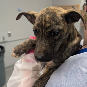 Terrier and Mixed Breed Dogs Available for Adoption in Greenville, South Carolina - Basil | PetCurious