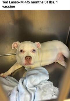 Ted Lasso -  Pit Bull Terrier and Mixed Breed Dog for Adoption - Ted Lasso | PetCurious