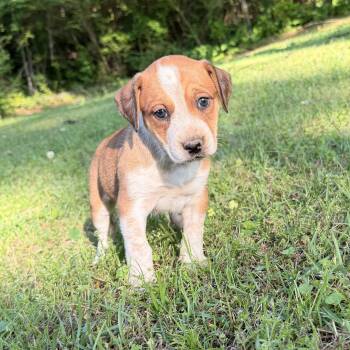 Hound and Australian Cattle Dog Blue Heeler Dogs Available for Adoption in Warrior, Alabama - Hazel | PetCurious