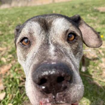 Jax -  Pit Bull Terrier Dog for Adoption in Evansville, Indiana - Jax | PetCurious