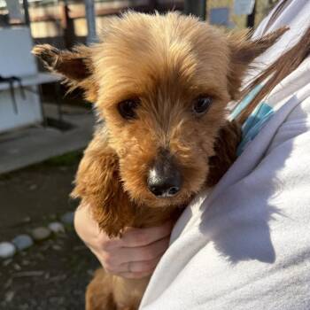 Yorkshire Terrier Dogs Available for Adoption - Coffee | PetCurious