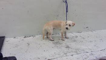A2096560 -  Havanese and Mixed Breed Dog for Adoption in Houston, Texas - A2096560 | PetCurious