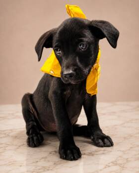 Terrier and Beagle Dogs Available for Adoption in Nahunta, Georgia - SPARKY | PetCurious