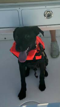 Rescue Black Labrador Retriever and Mixed Breed Dogs for Adoption in Biloxi, Mississippi - Sillie Sammy | PetCurious