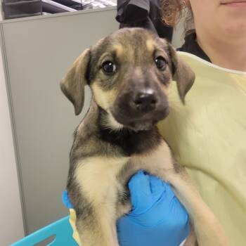 Rescue Mixed Breed Dogs for Adoption in Charleston, West Virginia - Tennessee Avenue | PetCurious