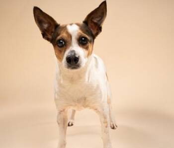 Mixed Breed Dogs Available for Adoption in Fort Worth, Texas - Rosy | PetCurious