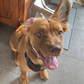 Rescue Mixed Breed Dogs for Adoption in Fredericksburg, Virginia - Moose | PetCurious