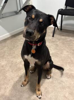 Boyd -  Mountain Cur Dog for Adoption in Grant, Nebraska - Boyd | PetCurious