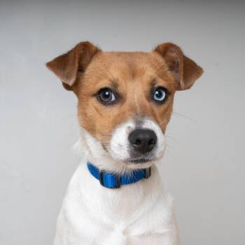 Winifred D69699 -  Jack Russell Terrier and Mixed Breed Dog for Adoption in Minnetonka, Minnesota - Winifred D69699 | PetCurious