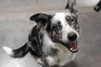 Rescue Australian Shepherd and Australian Cattle Dog Blue Heeler Dogs for Adoption in Pierre, South Dakota - Blue | PetCurious