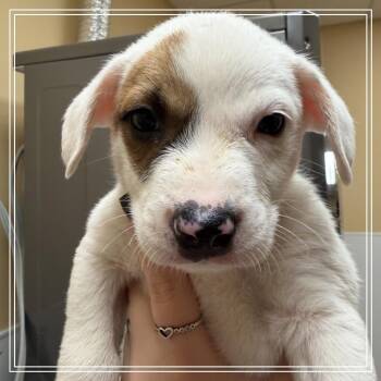 FWT Louis -  Shepherd and Mixed Breed Dog for Adoption in Midland, Texas - FWT Louis | PetCurious