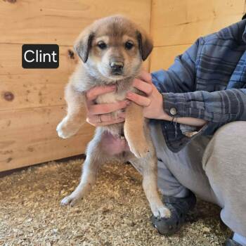 Shepherd Dogs Available for Adoption in Woodstock, Ontario - Clint | PetCurious