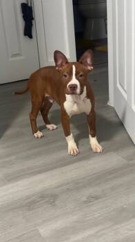 American Staffordshire Terrier Dogs Available for Adoption in Dallas, Texas - Bobo | PetCurious