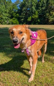 Butterscotch -  Labrador Retriever and Shepherd Dog for Adoption in The Woodlands, Texas - Butterscotch | PetCurious